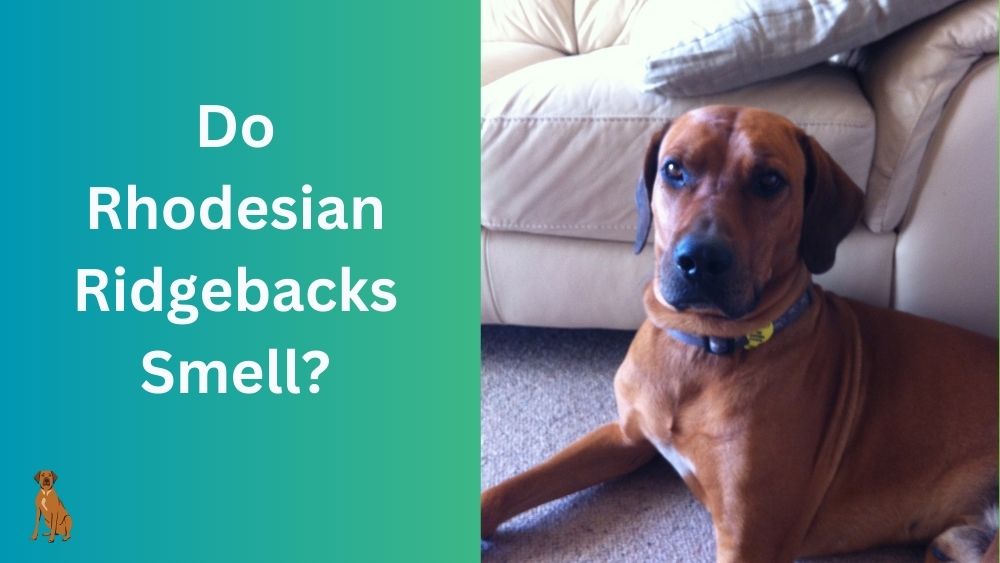 why does my rhodesian ridgeback smell